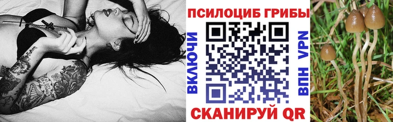 дарк нет состав  OMG   Галлюциногенные грибы Cubensis  Грайворон  купить  